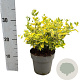 Euonymus fort. 'Emerald 'n' Gold' 20-30 cm 2,0L