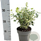 Euonymus fort. 'Emerald Gaiety' 20-30 cm 2,0L