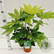 Fatsia japonica 30-40 cm 2,0L