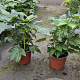 Fatsia japonica 30-40 cm 2,0L