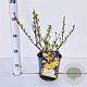 Forsythia int. Minigold 30-40 cm 2,5L