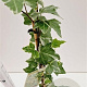 Hedera hel. 'Glacier' 70-80 cm rozenpot 2L