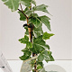 Hedera hel. 'Glacier' 70-80 cm rozenpot 2L