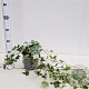 Hedera hel. 'Little Diamond' 40-60 cm 2,5L