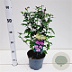 Hibiscus syr. 'Ardens' 40-50 cm 3,0L
