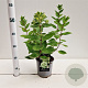 Hydrangea pan. 'Bombshell' 25-30 cm 2,5L