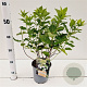Hydrangea pan. Dart's Little Dot 20-30 cm 2,5L