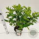 Hydrangea pan. Dart's Little Dot 20-30 cm 2,5L