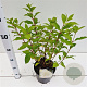 Hydrangea pan. 'Limelight' 3,0L