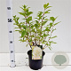 Hydrangea pan. 'Limelight' 3,0L