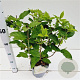 Hydrangea pan. 'Limelight' 30-40 cm 2,5L
