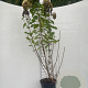 Hydrangea pan. 'Limelight' GM 7,5L
