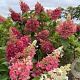 Hydrangea pan. Pinky Winky 40-50 cm 5,0L