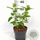 Hydrangea pan. 'Polar Bear' 30-40 cm 3,0L