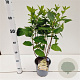 Hydrangea pan. 'Unique' 40-50 cm 2,5L