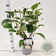 Hydrangea querc. Snow Queen 30-40 cm 2,5L