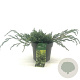 Juniperus squamata 'Blue Carpet' 20-30 cm 2,0L