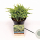 Juniperus squamata 'Holger' 20-25 cm 2,0L