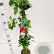 Parthenocissus quinq.engelmannii 70-80 cm 2,5L