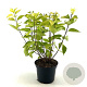Philadelphus cor. 'Aureus' 30-40 cm 3,0L