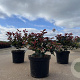 Photinia fraseri 'Little Red Robin' 20-30 cm 3,0L