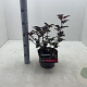 Physocarpus opulif. 'Diabolo' 30-40 cm 3,0L