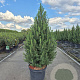 Picea gl. 'Conica' 60-70 cm 5,0L