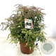 Pieris 'Forest Flame' 40-50 cm 10L