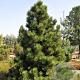 Pinus heldreichii GM 10L