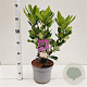 Rhododendron ponticum 30-40 cm 5,0L