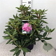 Rhododendron 'Roseum Elegans' 50-60 cm 10L