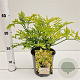 Sambucus nigra Golden Tower 30-40 cm 2,5L