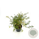 Spiraea arguta 30-40 cm 3,0L