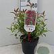 Spiraea bumalda 'Dart's Red' 25-30 cm 3,5L