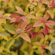 Spiraea bumalda 'Goldflame' 25-30 cm 2,0L