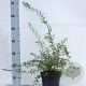 Spiraea cinerea 'Grefsheim' 40-50 cm 2,0L