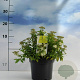 Spiraea jap. 'Albiflora' 20-30 cm 2,0L
