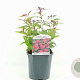 Spiraea jap. 'Anthony Waterer' 20-30 cm 2,0L