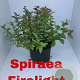 Spiraea jap. 'Firelight' 25-30 cm 2,0L