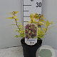 Spiraea jap. 'Firelight' 25-30 cm 3,5L
