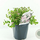 Spiraea jap. 'Little Princess' 20-30 cm 2,0L