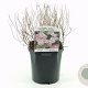 Spiraea jap. 'Little Princess' 20-30 cm 2,0L