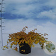 Stephanandra incisa 'Crispa' 20-30 cm 2,0L