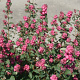 Symphoricarpos Magical Temptation 25-30 cm 2,0L