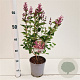 Syringa meyeri Flowerfesta Purple 30-40 cm 2,5L
