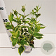 Weigela florida 'Variegata' 30-40 cm 2,5L