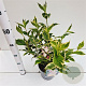 Weigela florida 'Variegata' 30-40 cm 2,5L
