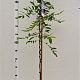 Wisteria sinensis 175-200 cm 5,0L