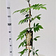 Wisteria sinensis 'Alba' 70-80 cm rozenpot 2L