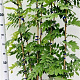 Wisteria sinensis 'Prolific' 100-125 cm rozenpot 2L